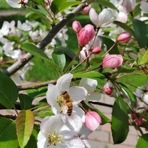 Meet your Posher, Micalah